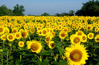 McKee - Beshers Sunflowers