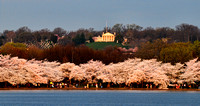 Cherry Blossoms 2014
