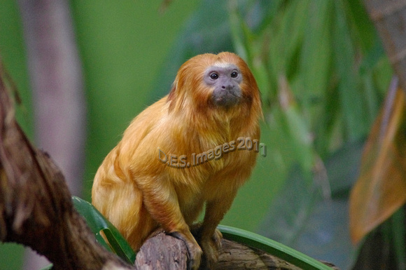 Tamarin Monkey